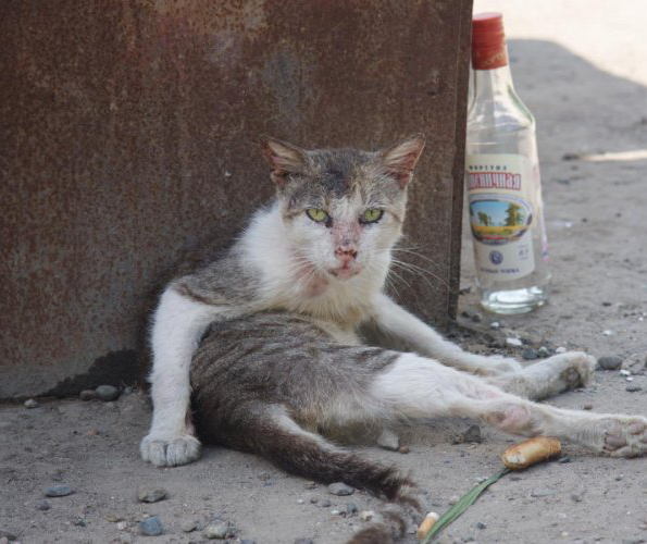 кот и бутылка водки
